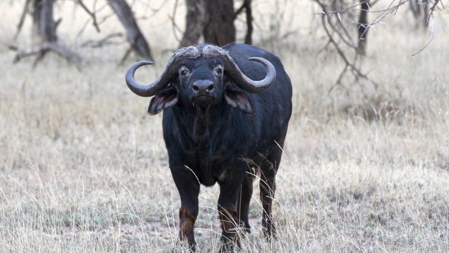 Buffalo spotted at Selous Reserve