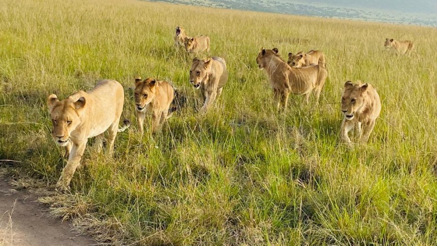 Lion Pride seen on safari