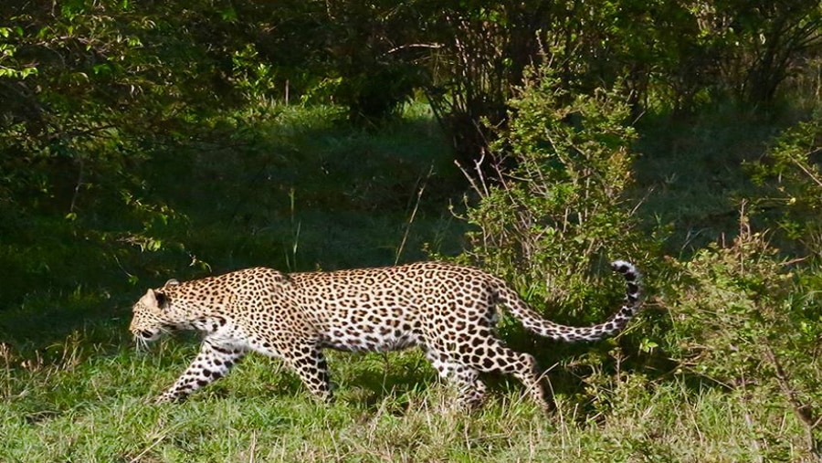 A Cheetah At Maasai Mara Game Reserve