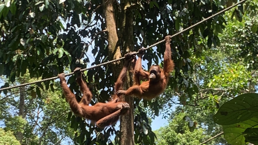 Sunbear and Rainforest Discovery CentreSepilok Orangutan Rehabilitation Centre