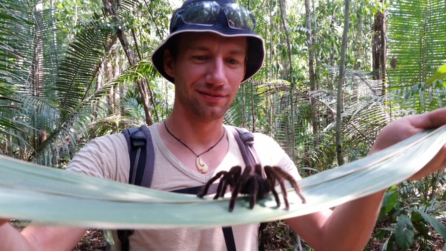 Meet A Native Spider in Manaus-Brazil