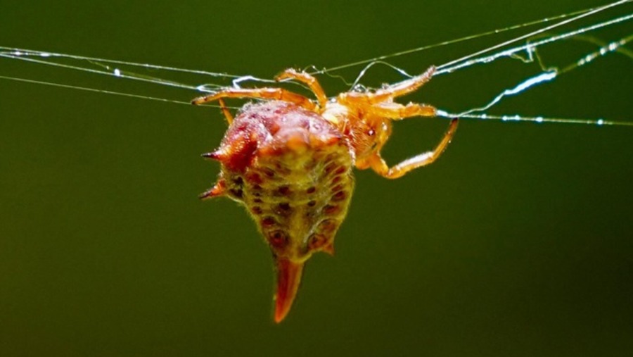 Crab Spider at Madagascar Exotic Park