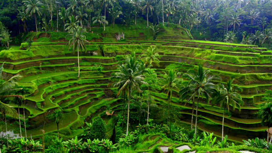 Admire Beautiful Rice Terraces