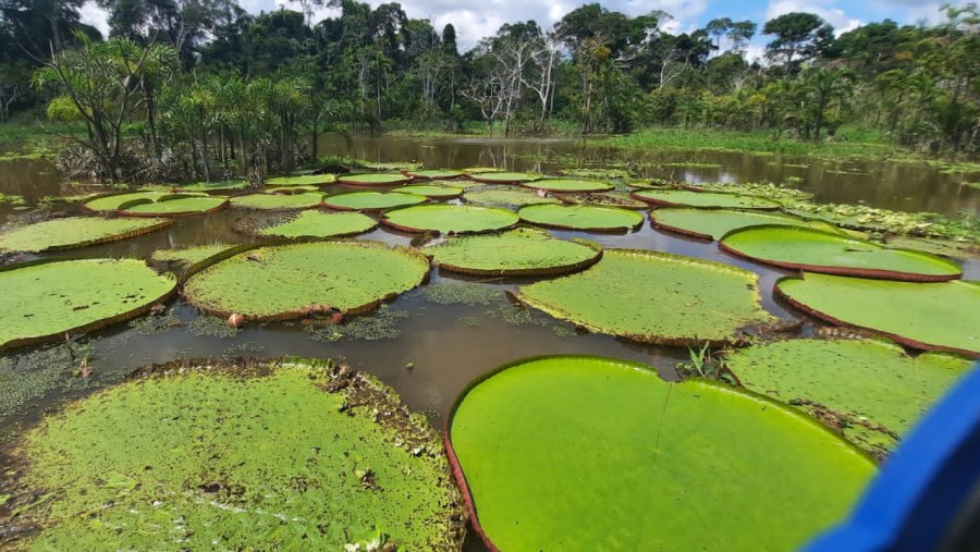 Victoria Regia, the queen of aquatic lilies