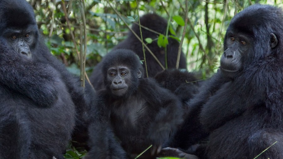 Gorillas spotted during the safari