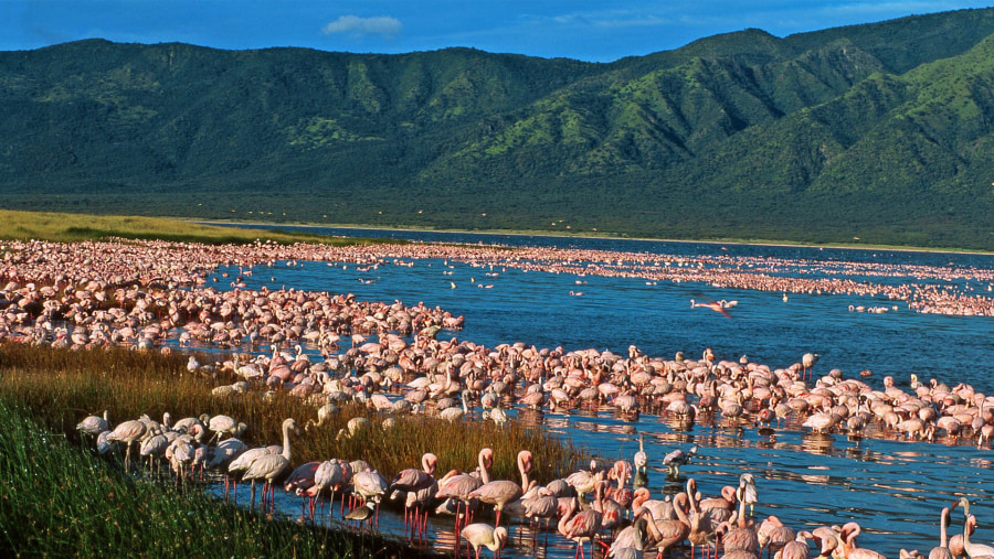 Flamingos in Rift Valley