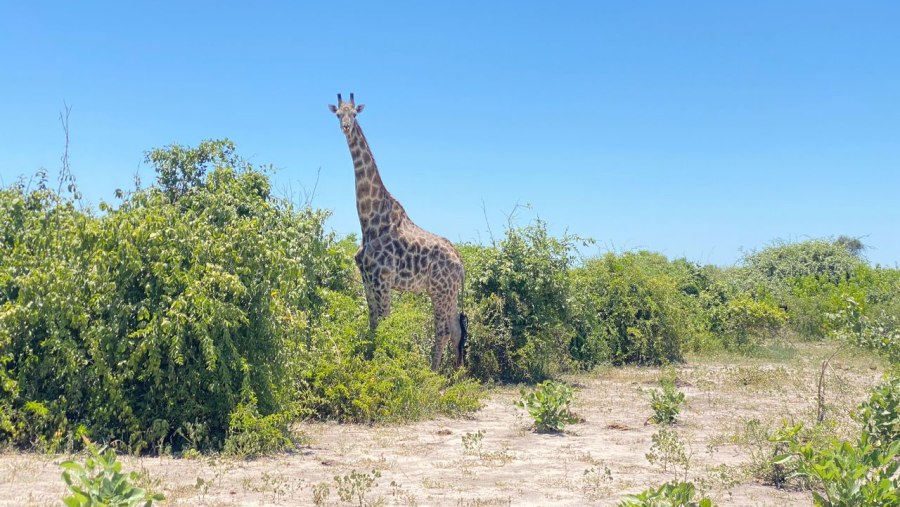 Spotting Giraffes