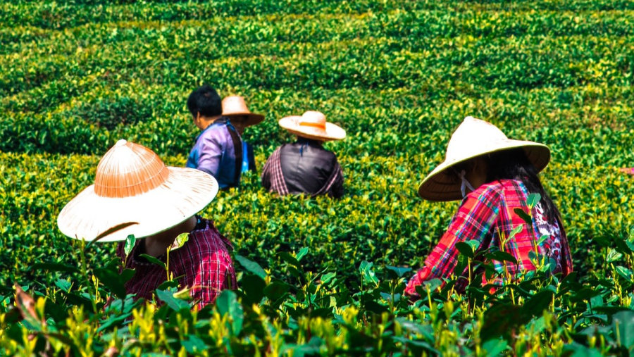 Tea Plantation in Kunming, China