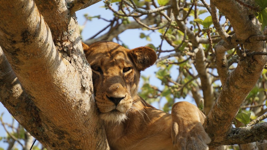 Tree Climbing Lions in Queen Elizabeth National Park