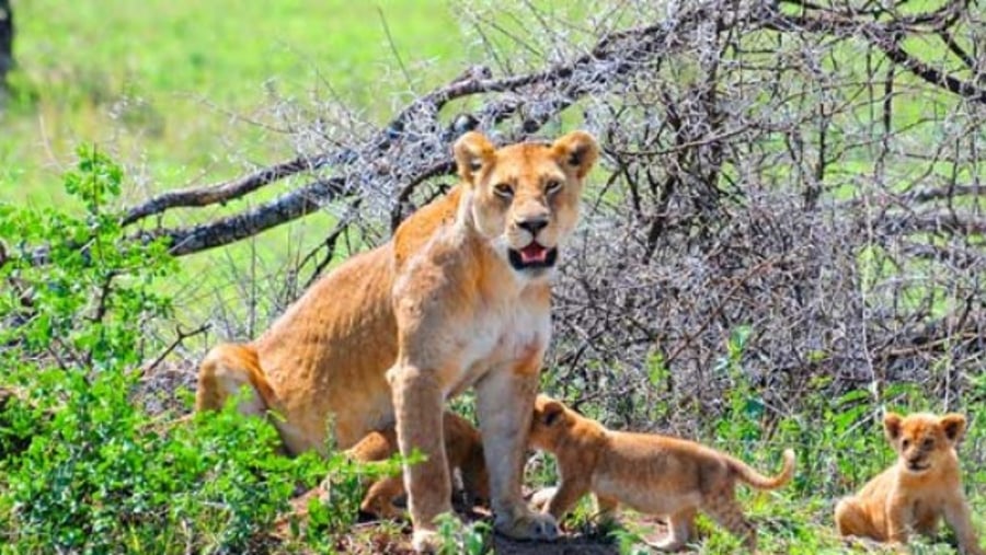 Liger in Lake Manyara National Park