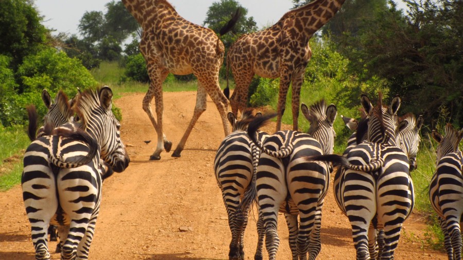 Zebra & Giraffes Mikumi National Park