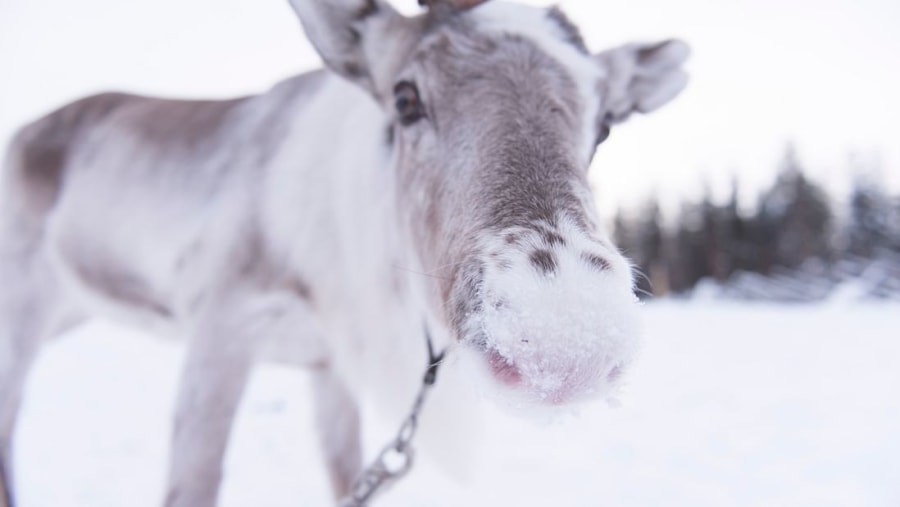 Reindeer