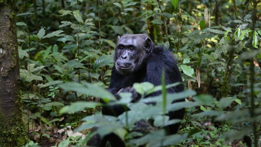 Chimpanzee in Bwindi Forest Park