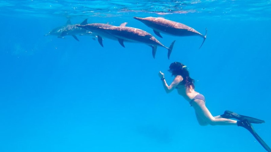 Swimming the Dolphins