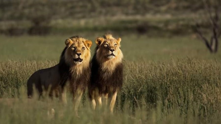 Lions seen on safari