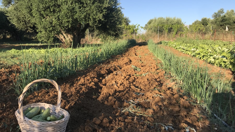 Farm Produce