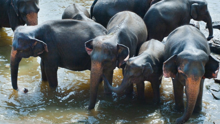 Elephant Jungle Sanctuary