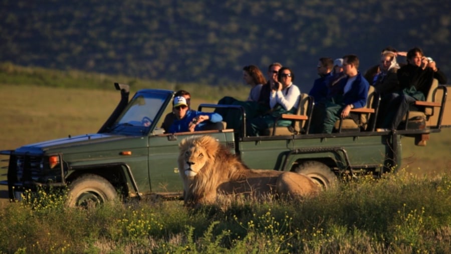 Guests meeting a lion on a game drive