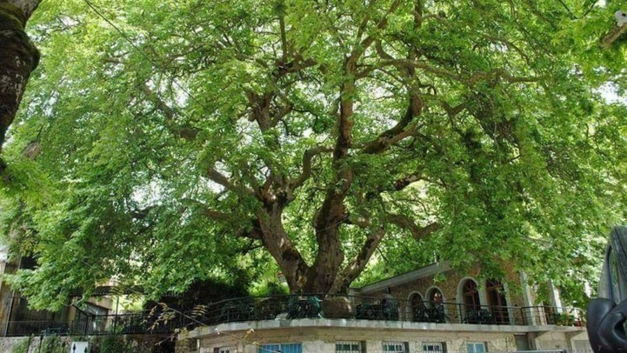 Libohova Plane Tree