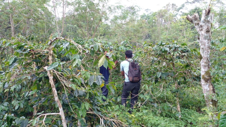 Coffee farm