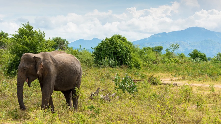 Minneriya National Park