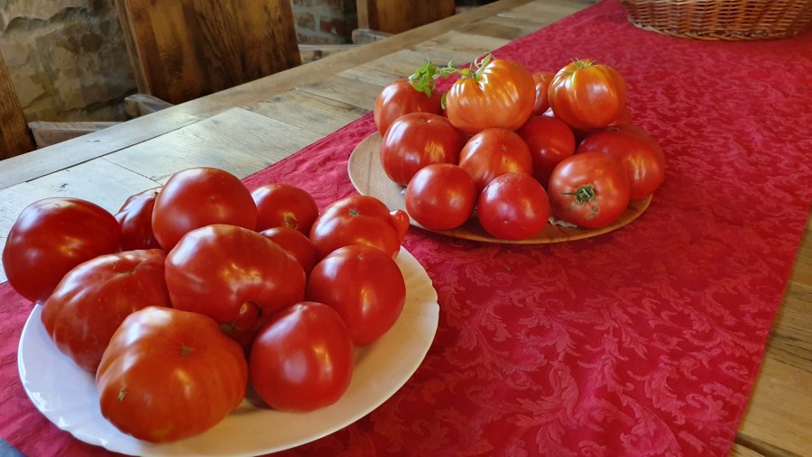 See Organic Tomatoes in Hardomilje