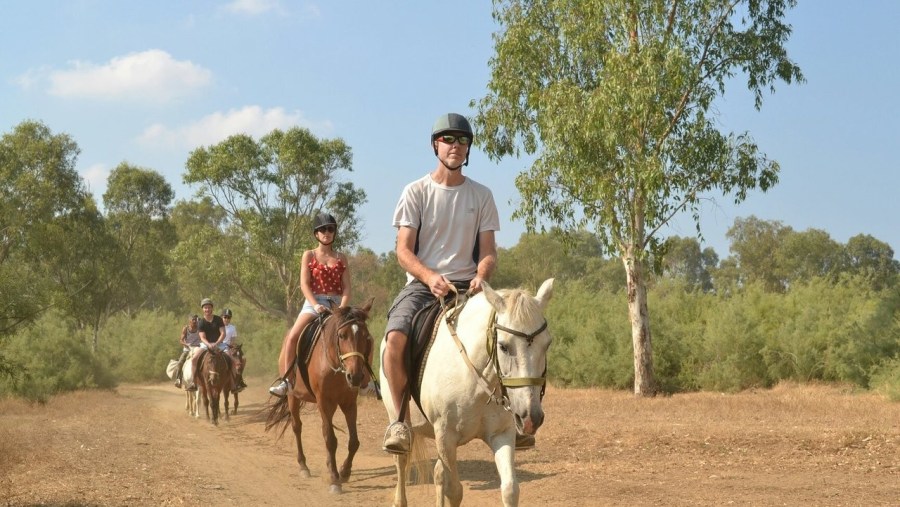 Horse Safari at Laren Safari Park