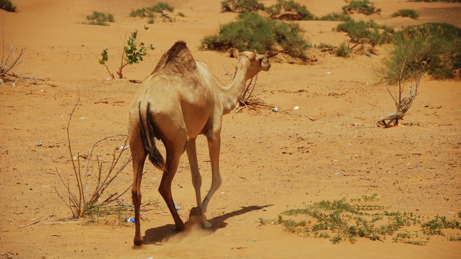 Desert safari at Ras Al Khaimah