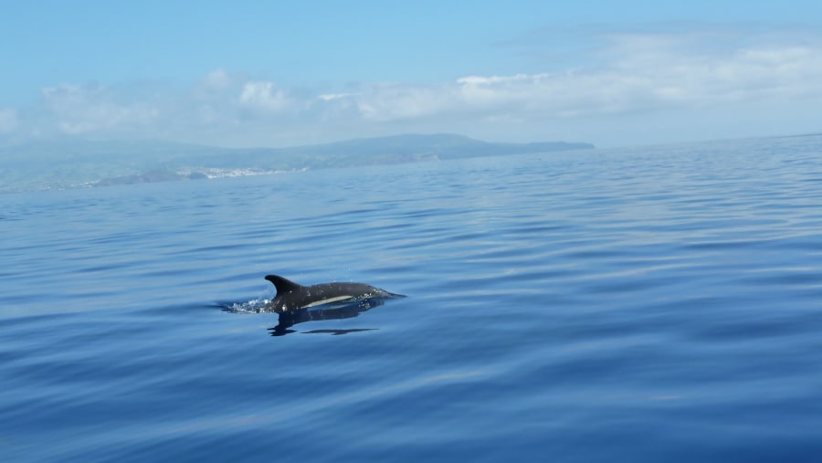 Catch Glimpses of Dolphins