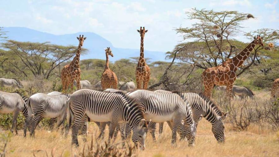 Giraffes and Zebras grazing