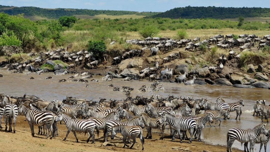 zebra - wildebeests