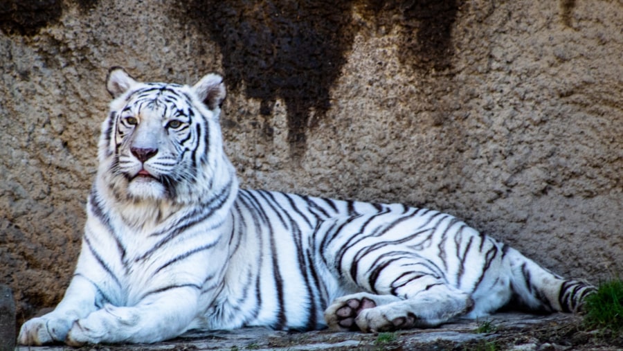 Chance upon to see a rare white tiger
