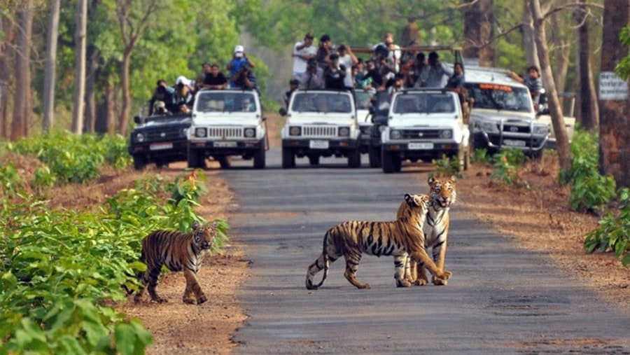 Embark on an Exciting Corbett Jungle Safari