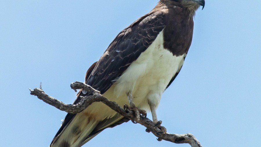 Spot Black-Chested Snake Eagle, Murchison National Park, Uganda