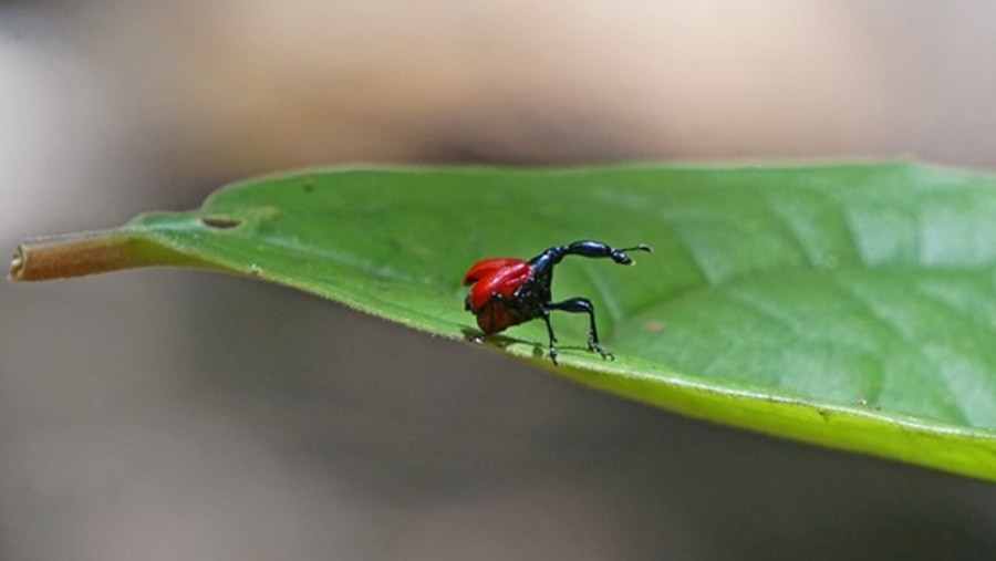 Beetle at Madagascar Exotic Park