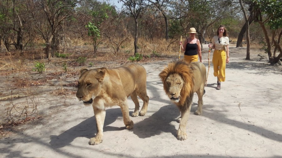 Lion Walk