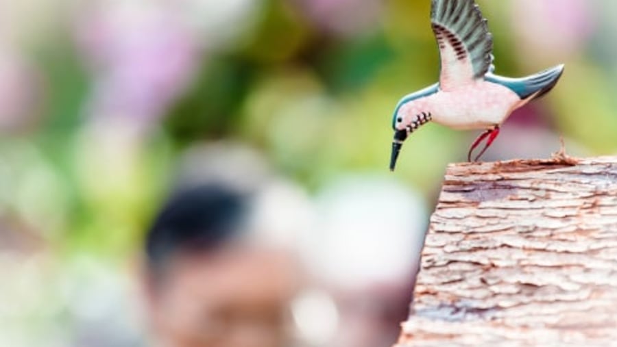 Bird In Nanjing, China