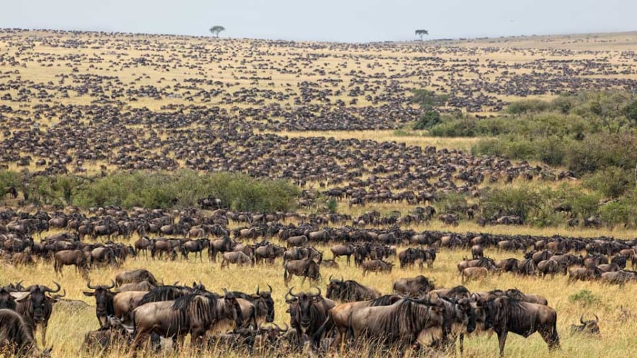 Elewana Following The Herds