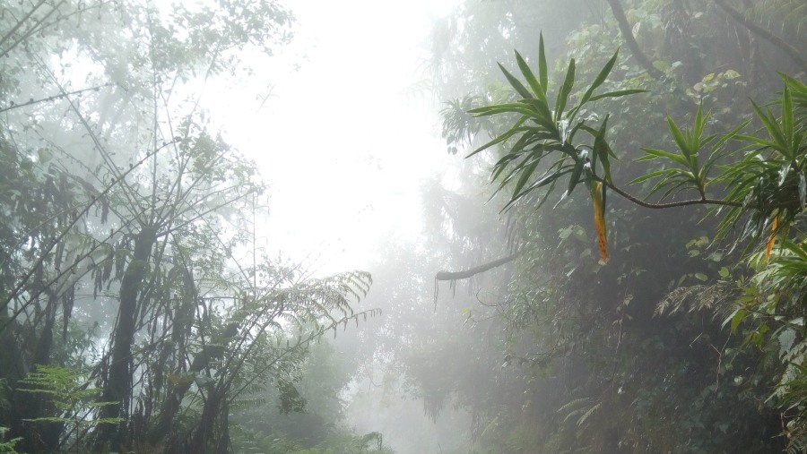 Tropical Rainforest at the Uluguru mountains