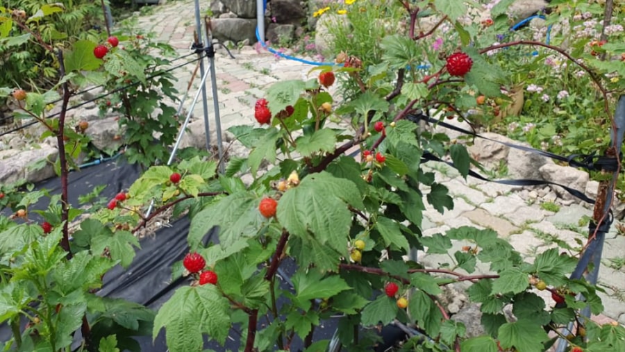 Fresh Raspberries