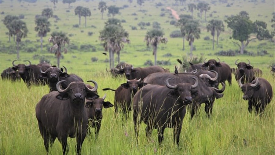 African Buffalo spotted in the safari