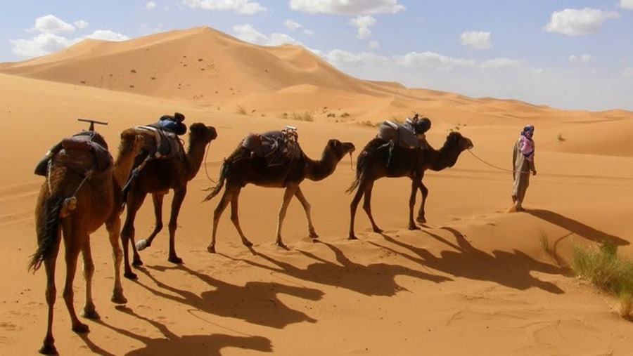 Camel Trekking at Zagora Desert