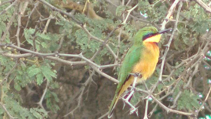 Bee-eater Bird