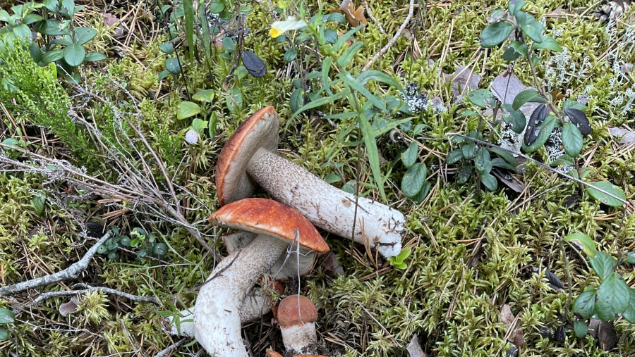 Leccinum vulpinum