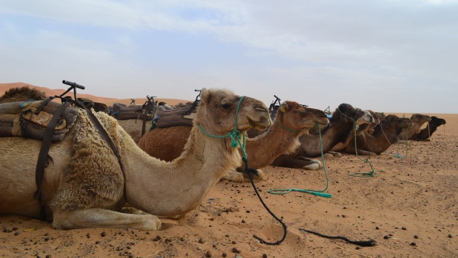 Enjoy camel rides in the Merzouga Desert