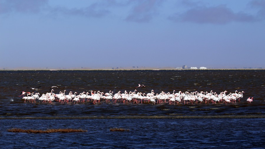 Flamingoes in Walvis B