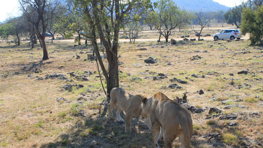 ohannesburg Lion & Safari Park