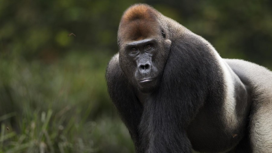 Western lowland gorilla