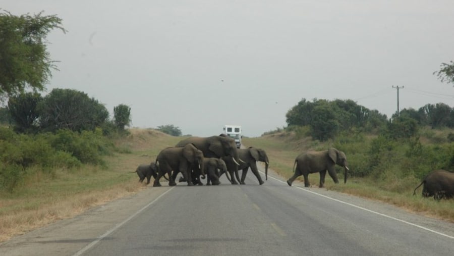 Elephants in Queen Elizabeth National Park block Kampala-Kasese road
