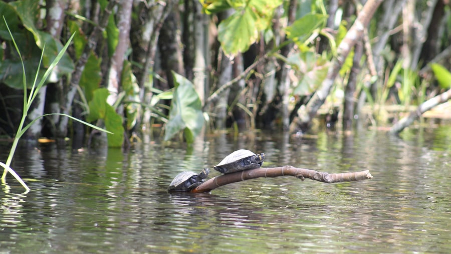 Amazon River